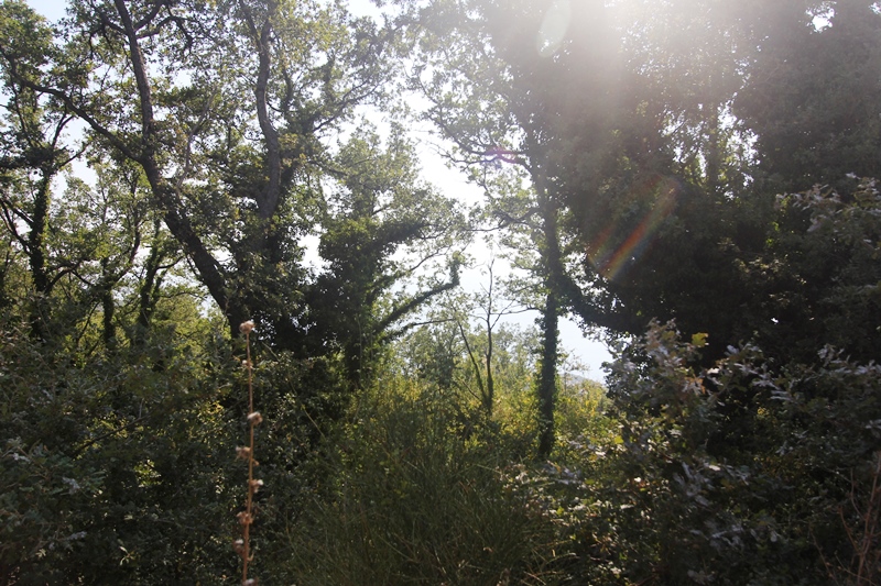 Land in Budva with sea view