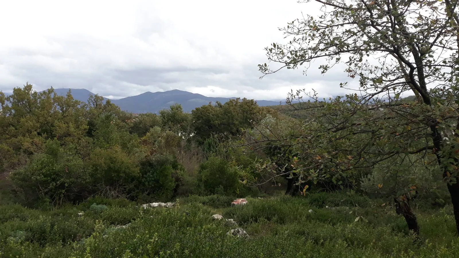 Земельный участок в поселке Радовичи